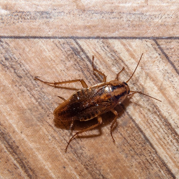 los síntomas de una infestación de cucarachas incluyen avistamientos de insectos, excrementos y un olor desagradable en la casa